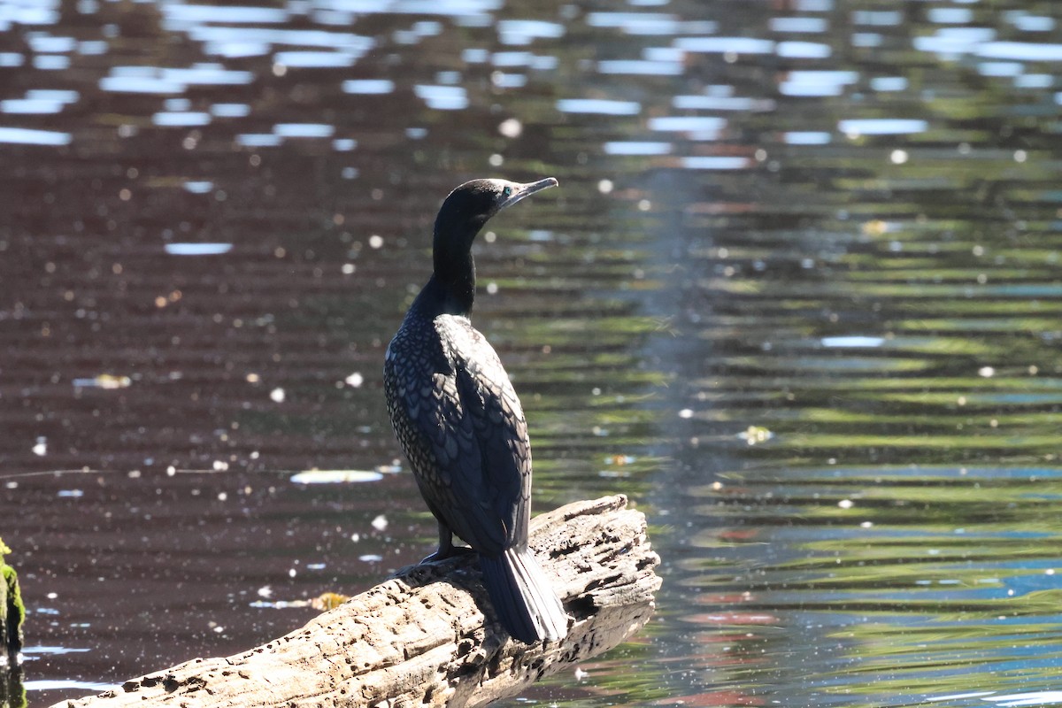 Little Black Cormorant - Dennis Devers