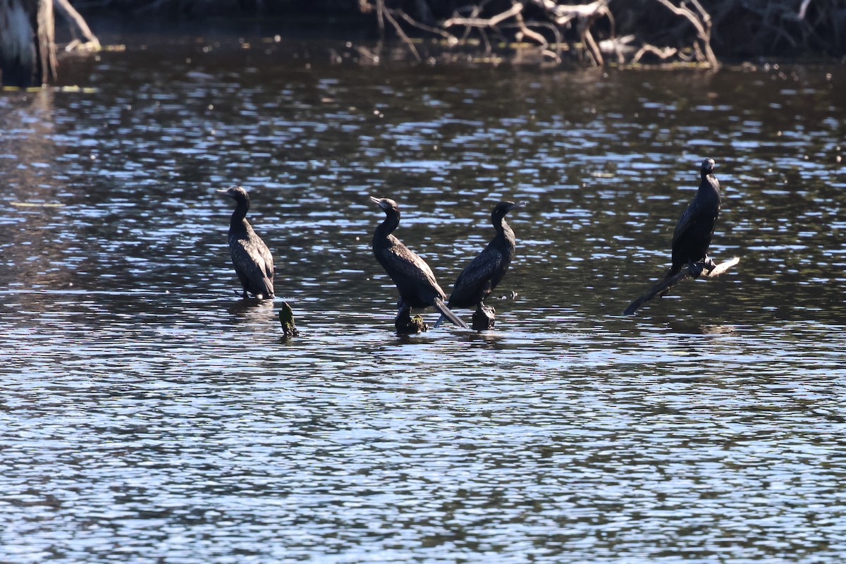 Little Black Cormorant - Dennis Devers