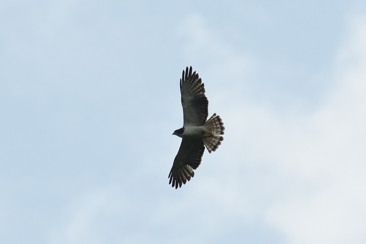 Short-tailed Hawk - ML618838495