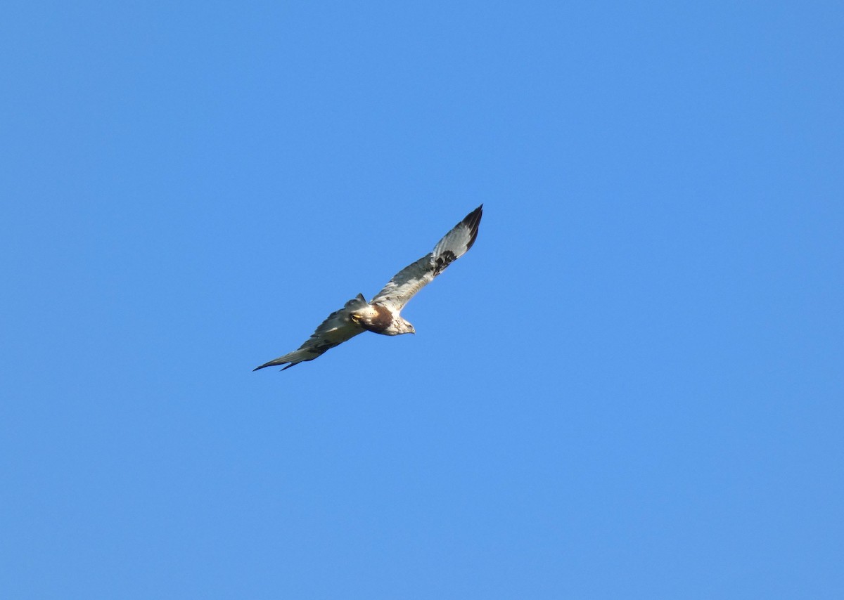 Rough-legged Hawk - Sammy Rome