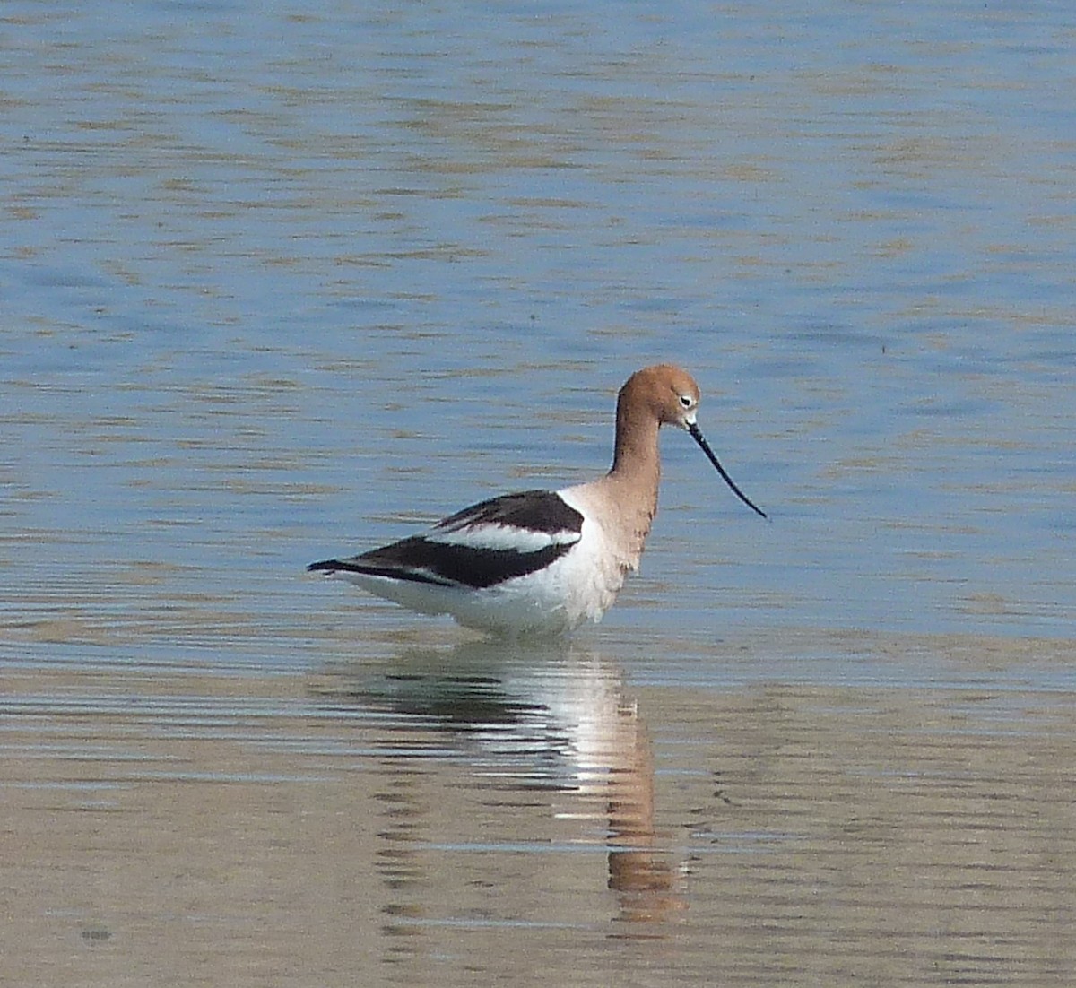 American Avocet - Kenneth Stinchcomb