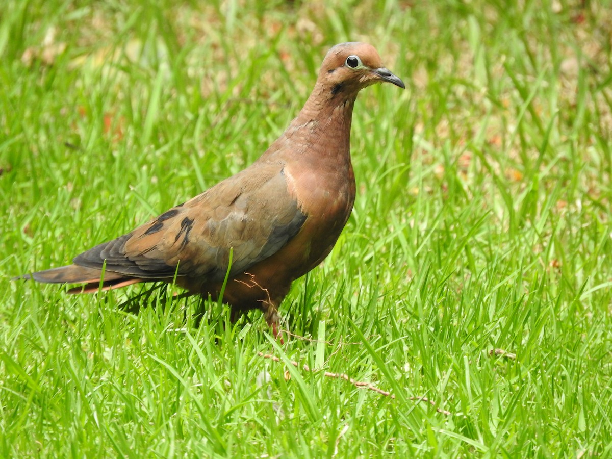 Eared Dove - Julio P