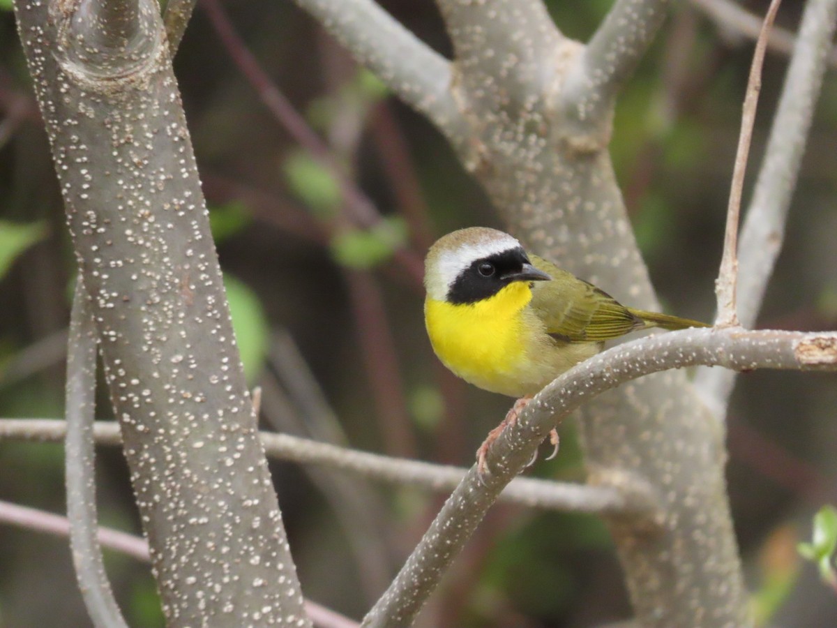 Common Yellowthroat - Tania Mohacsi