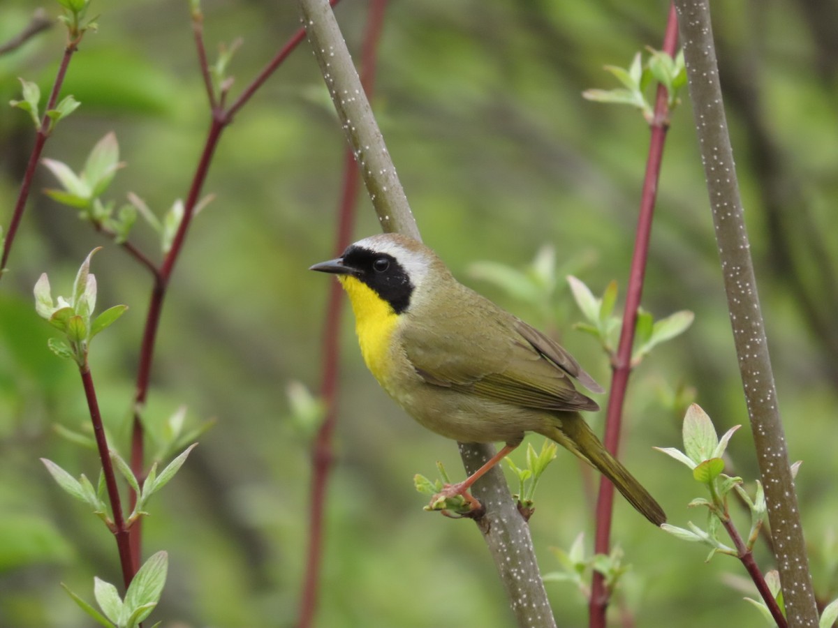 Common Yellowthroat - Tania Mohacsi