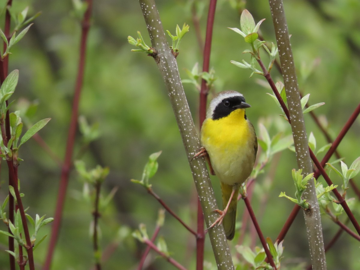 Common Yellowthroat - Tania Mohacsi