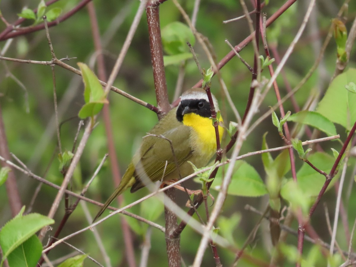 Common Yellowthroat - Tania Mohacsi