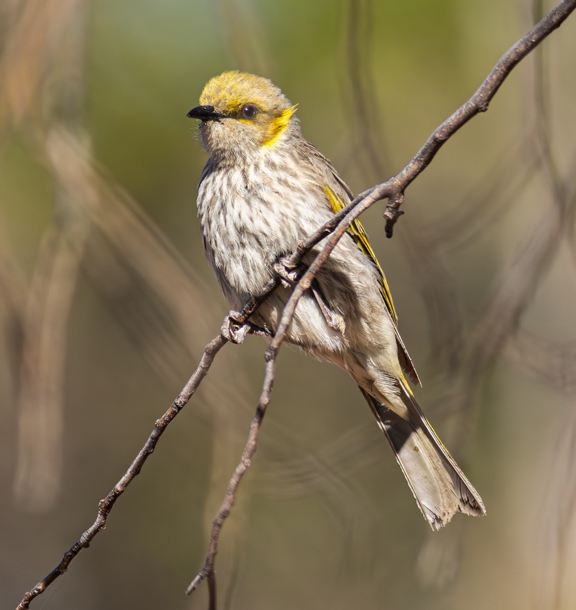 Yellow-plumed Honeyeater - Pedro Nicolau