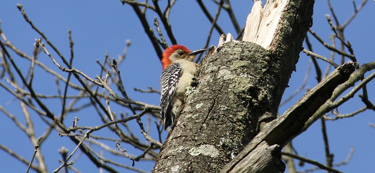 Red-bellied Woodpecker - Frank McCulley