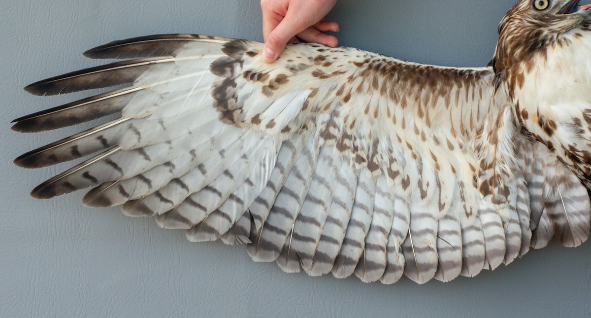 Red-tailed Hawk (abieticola) - Nick Alioto