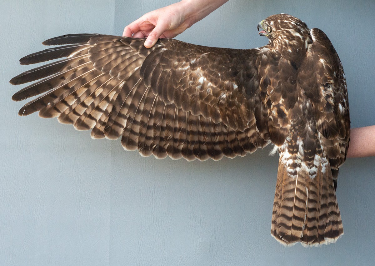 Red-tailed Hawk (abieticola) - Nick Alioto