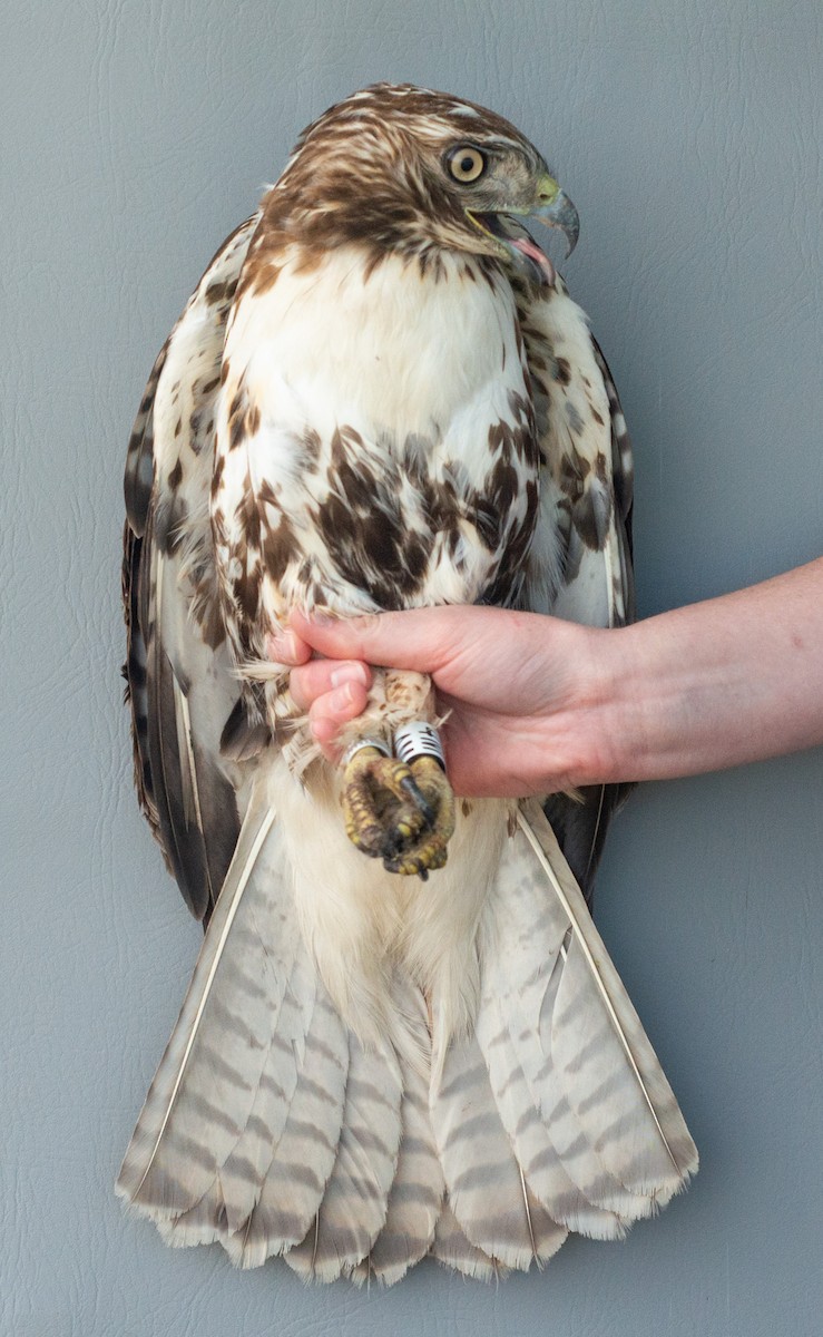 Red-tailed Hawk (abieticola) - Nick Alioto