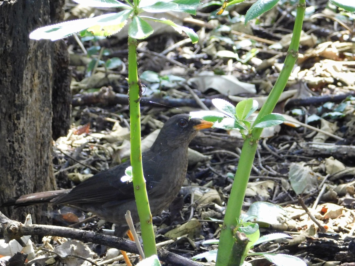 Great Thrush - Andrea Lizarazo Ortiz