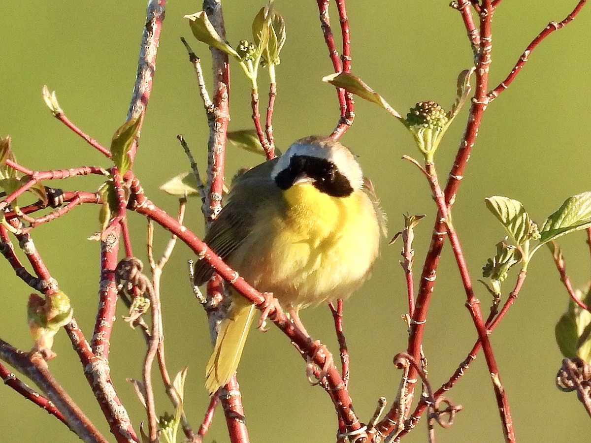 Common Yellowthroat - Isaac Petrowitz