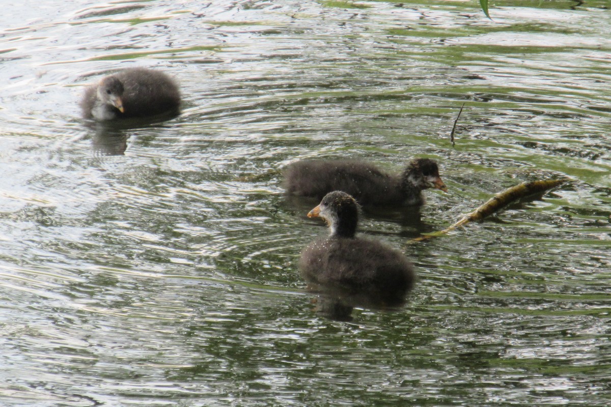 Eurasian Coot - Alex Press