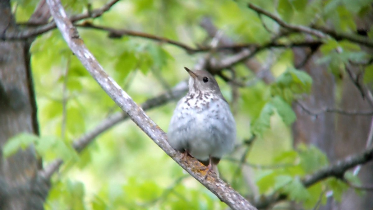 Hermit Thrush - Anonymous