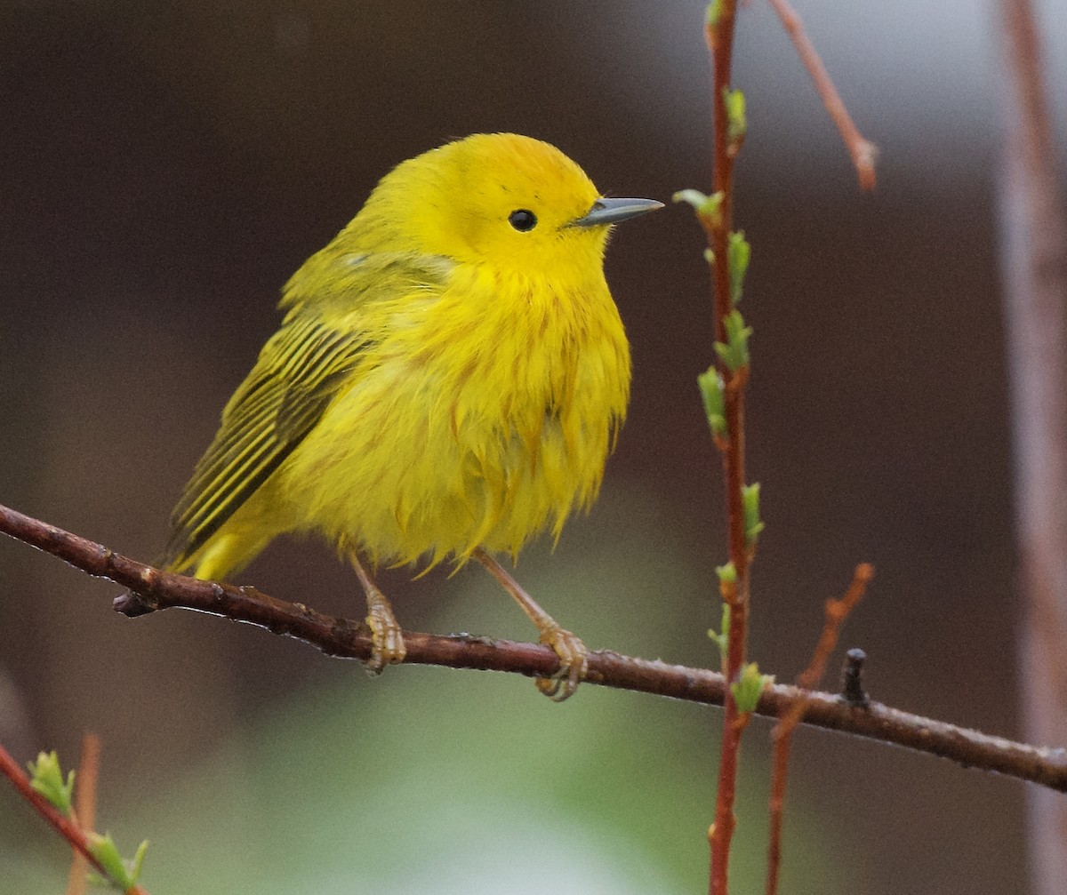 Yellow Warbler - Trey Rogers