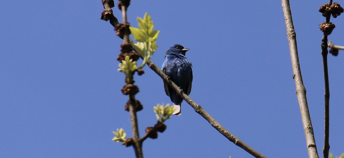 Passerin indigo - ML618838562