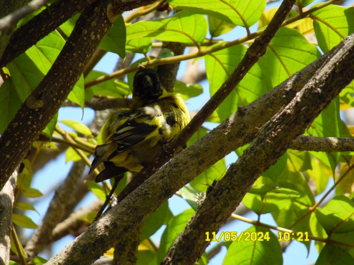 Hooded Siskin - ML618838564