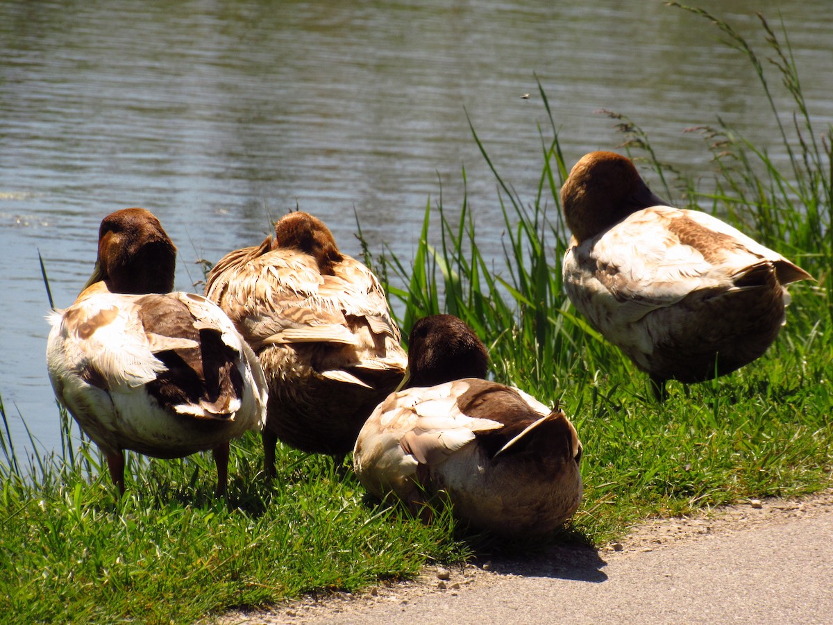 Canvasback - Alyssa Gruda