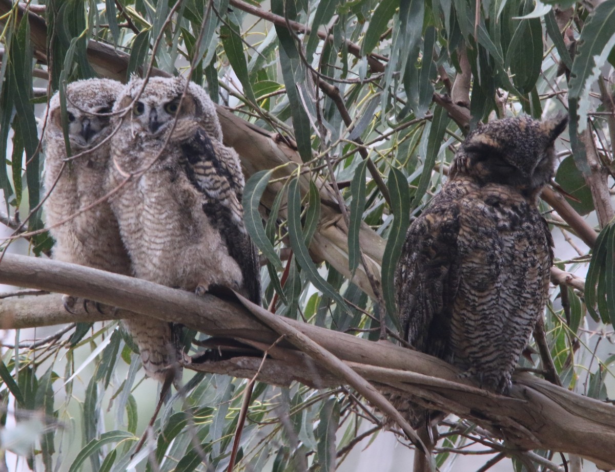 Great Horned Owl - Robbie & Bob Revel