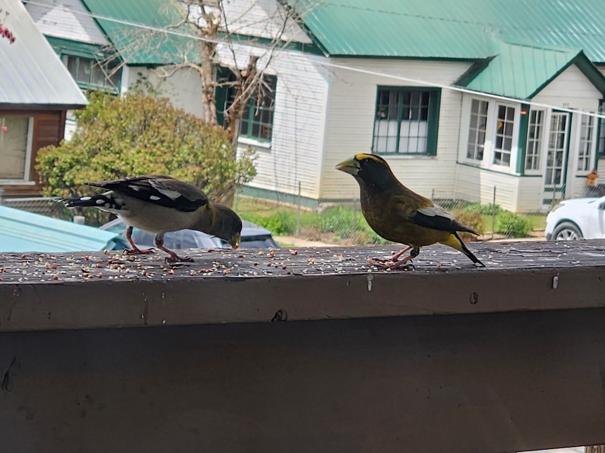 Evening Grosbeak - Eliza Riley