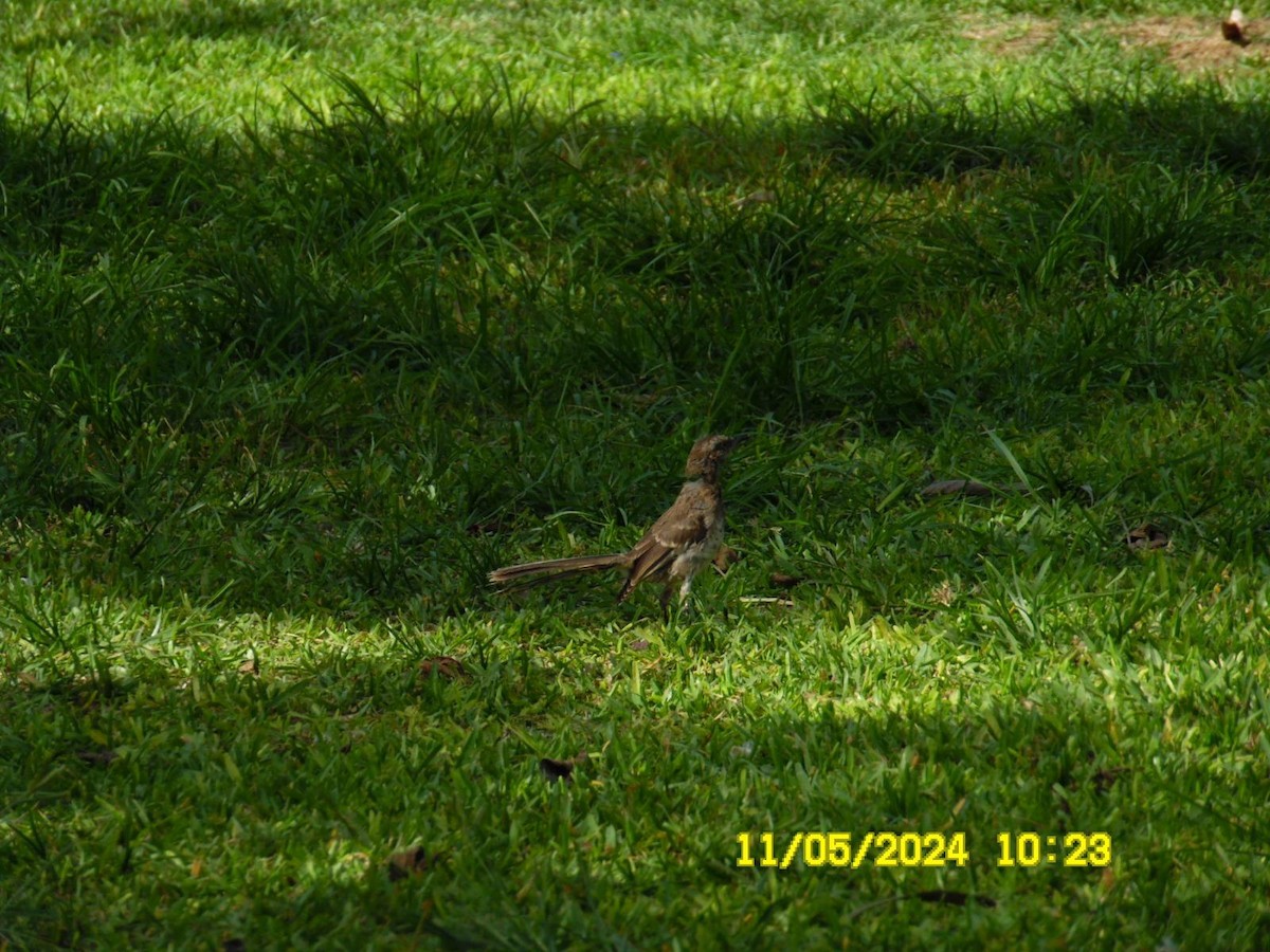 Long-tailed Mockingbird - ML618838612