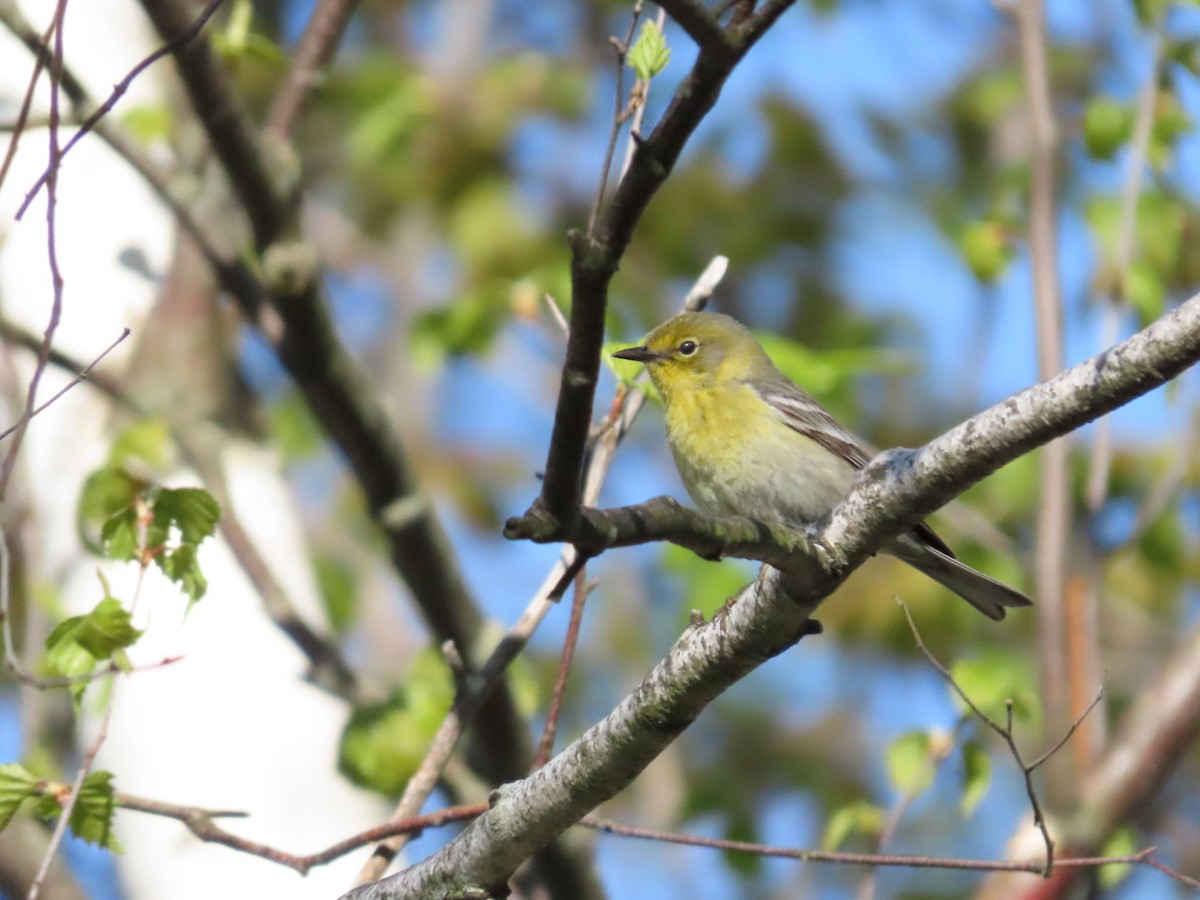 Pine Warbler - Tania Mohacsi