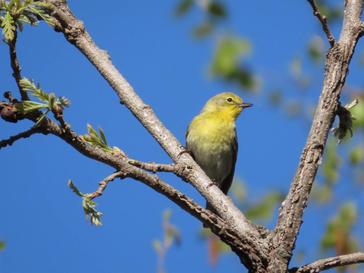 Pine Warbler - Tania Mohacsi