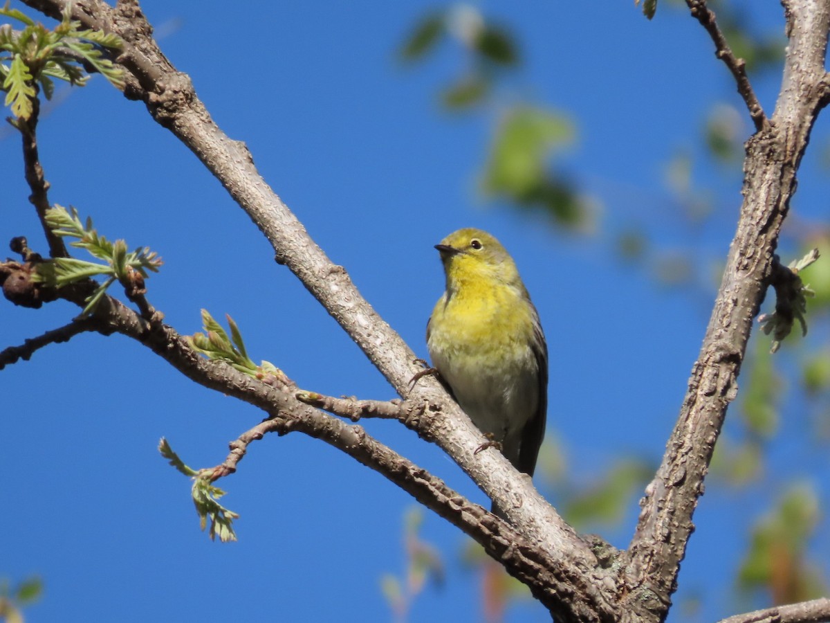 Pine Warbler - Tania Mohacsi