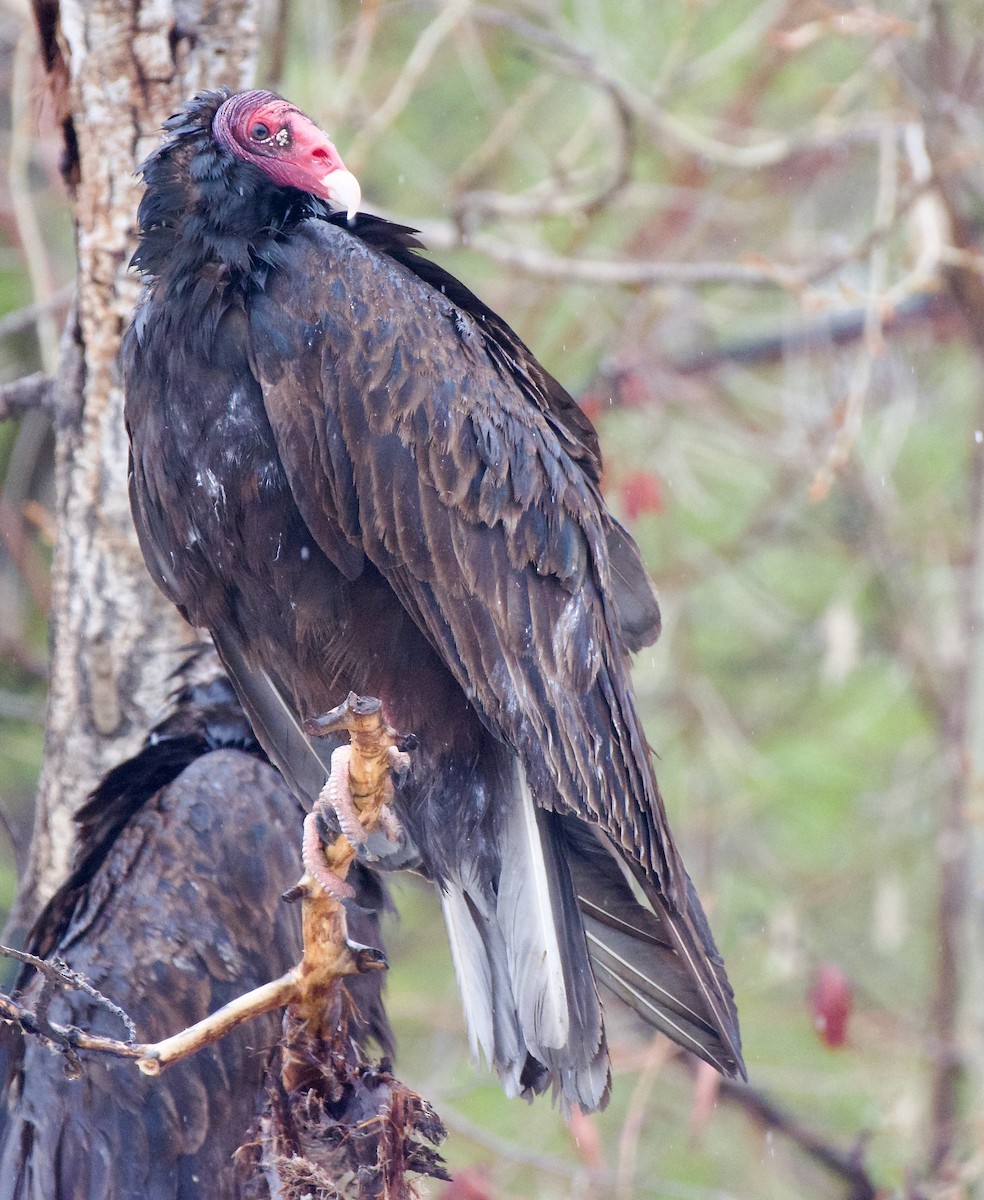 Turkey Vulture - Trey Rogers
