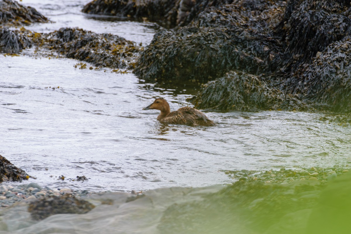 Common Eider - ML618838627