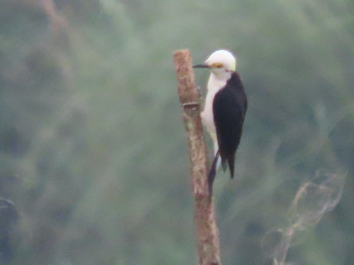 White Woodpecker - Caroline Schmidt