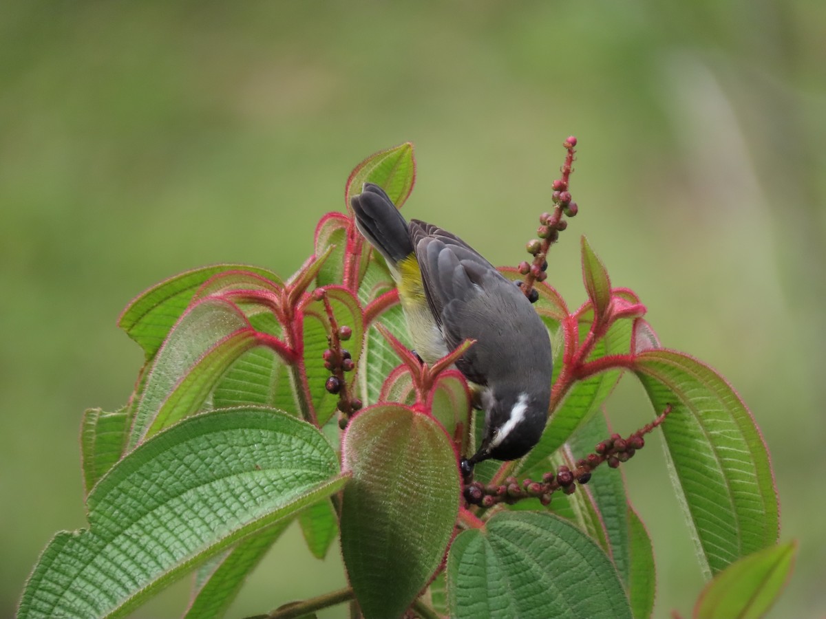 Bananaquit - Cristian Cufiño