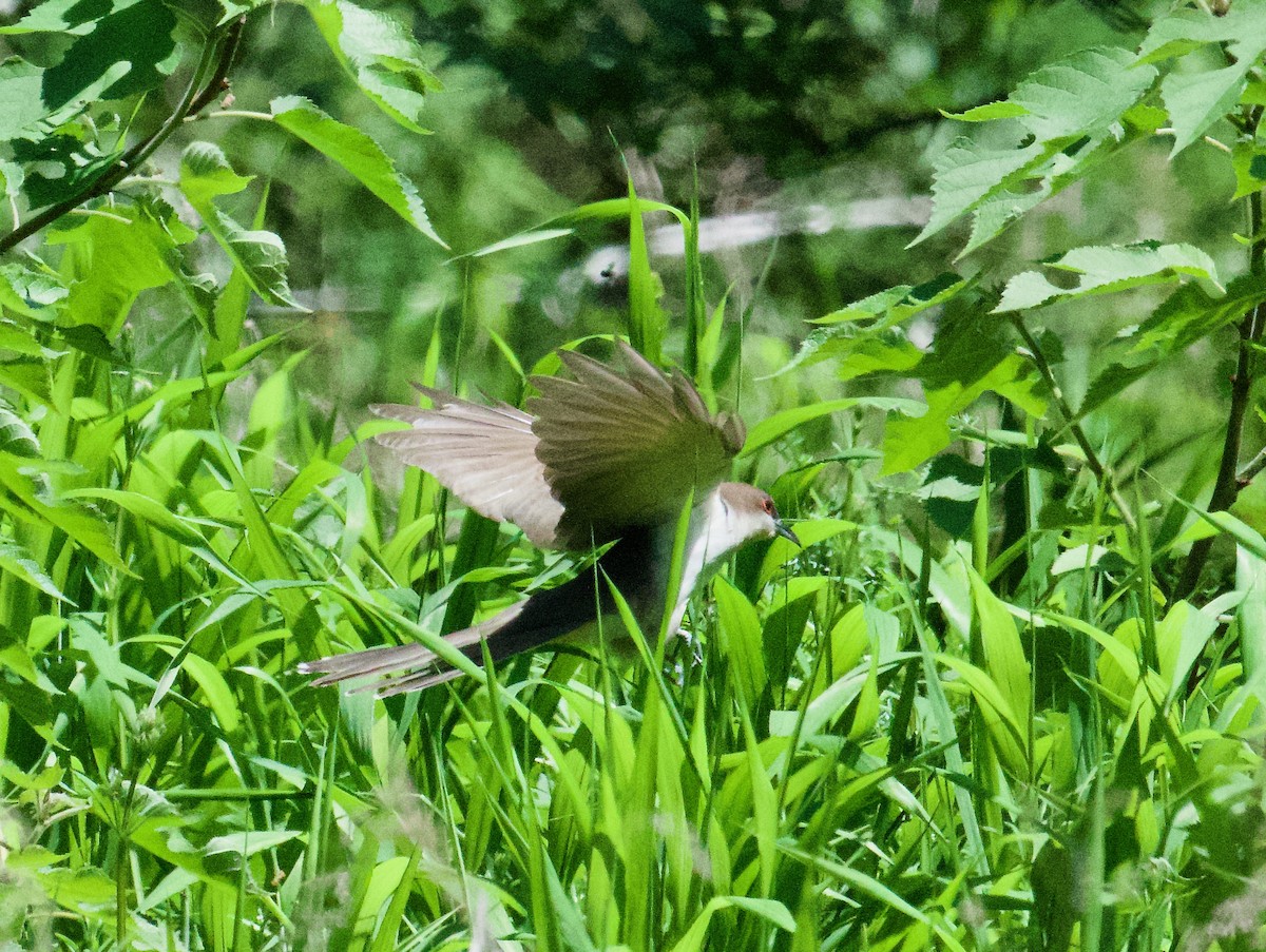 Black-billed Cuckoo - Danny Wyatt