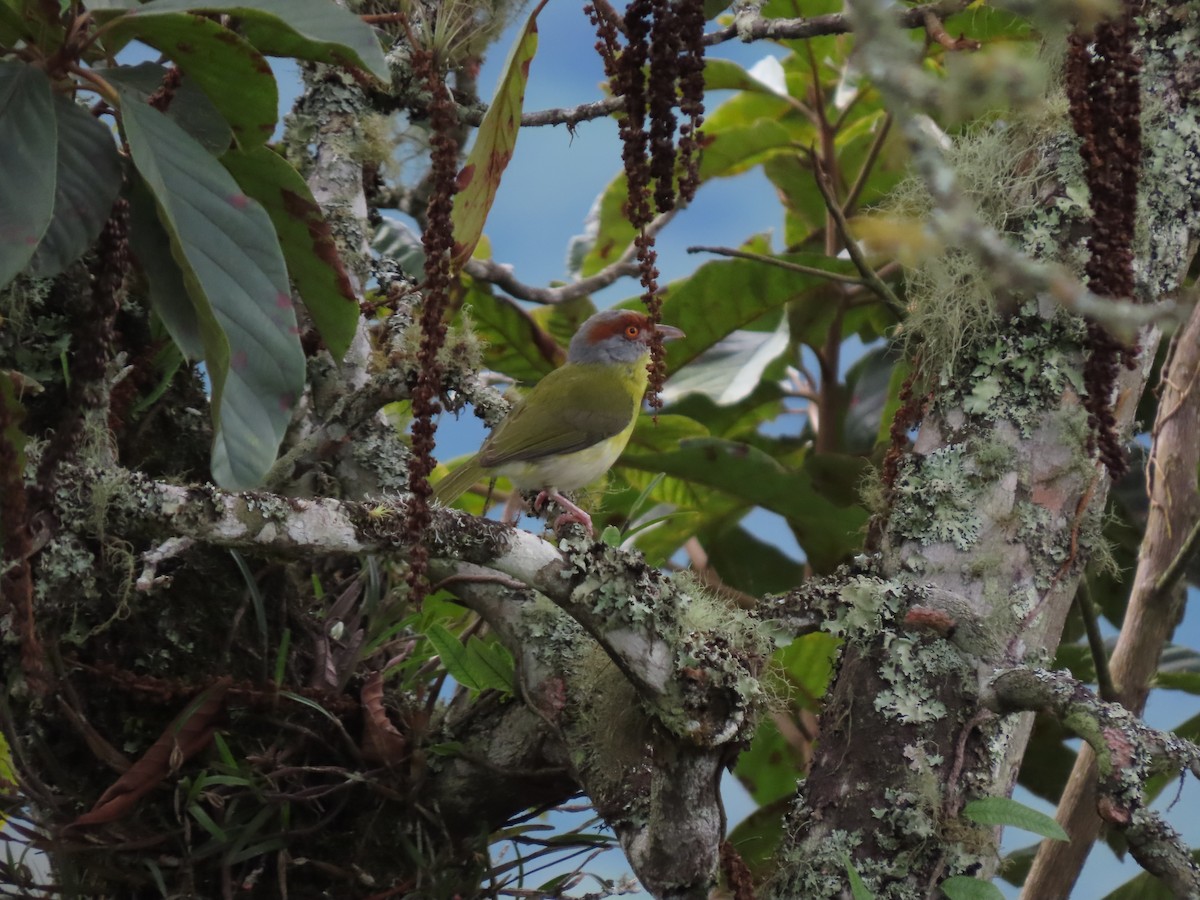 Rufous-browed Peppershrike - Cristian Cufiño