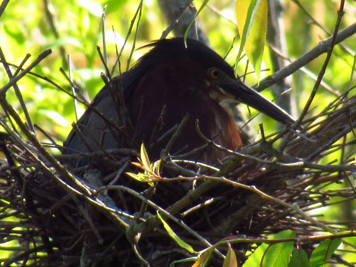 Green Heron - Alyssa Gruda