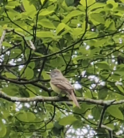 Great Crested Flycatcher - Amy Boehman-Pollitt