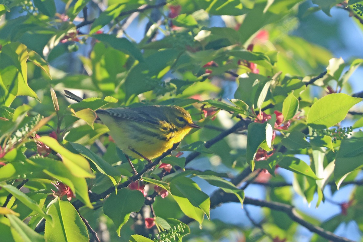 Prairie Warbler - ML618838681