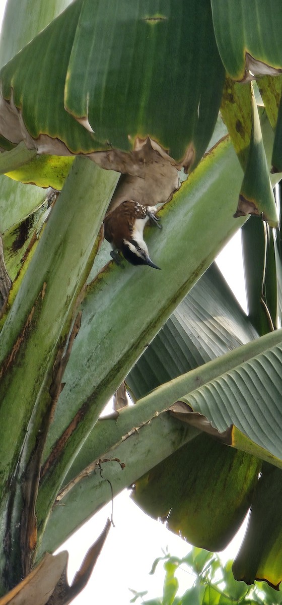 Rufous-naped Wren - Hilda Gómez