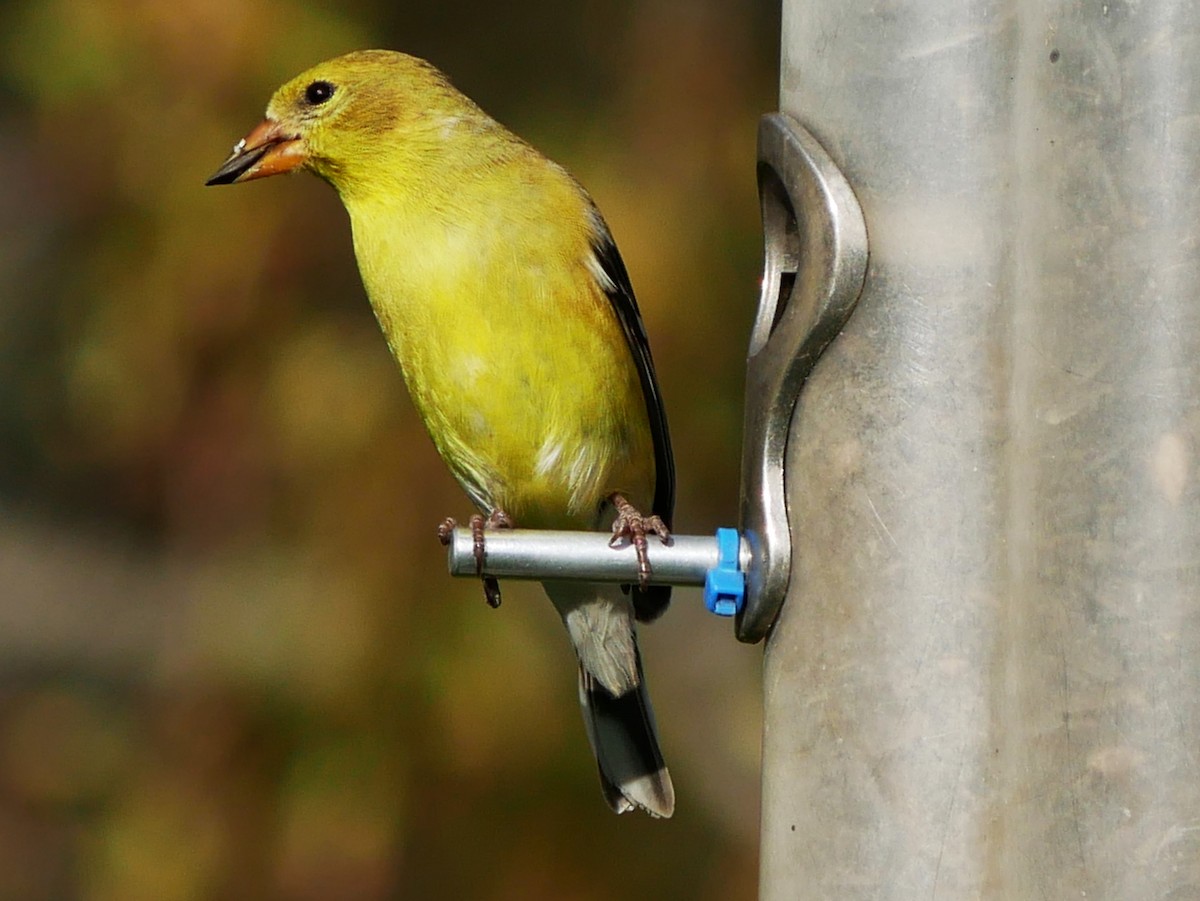 American Goldfinch - Gérard  Viens