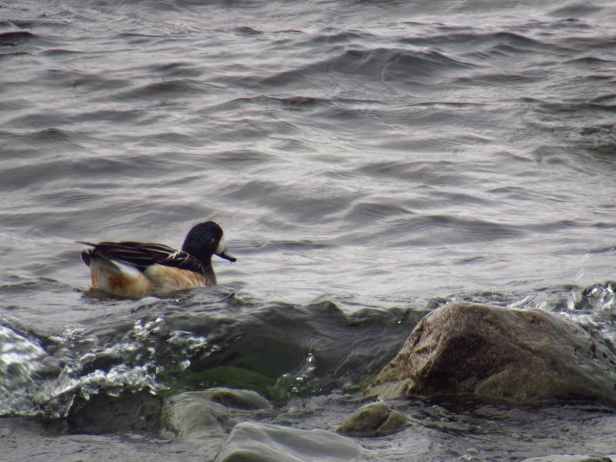 Chiloe Wigeon - Laura Varano