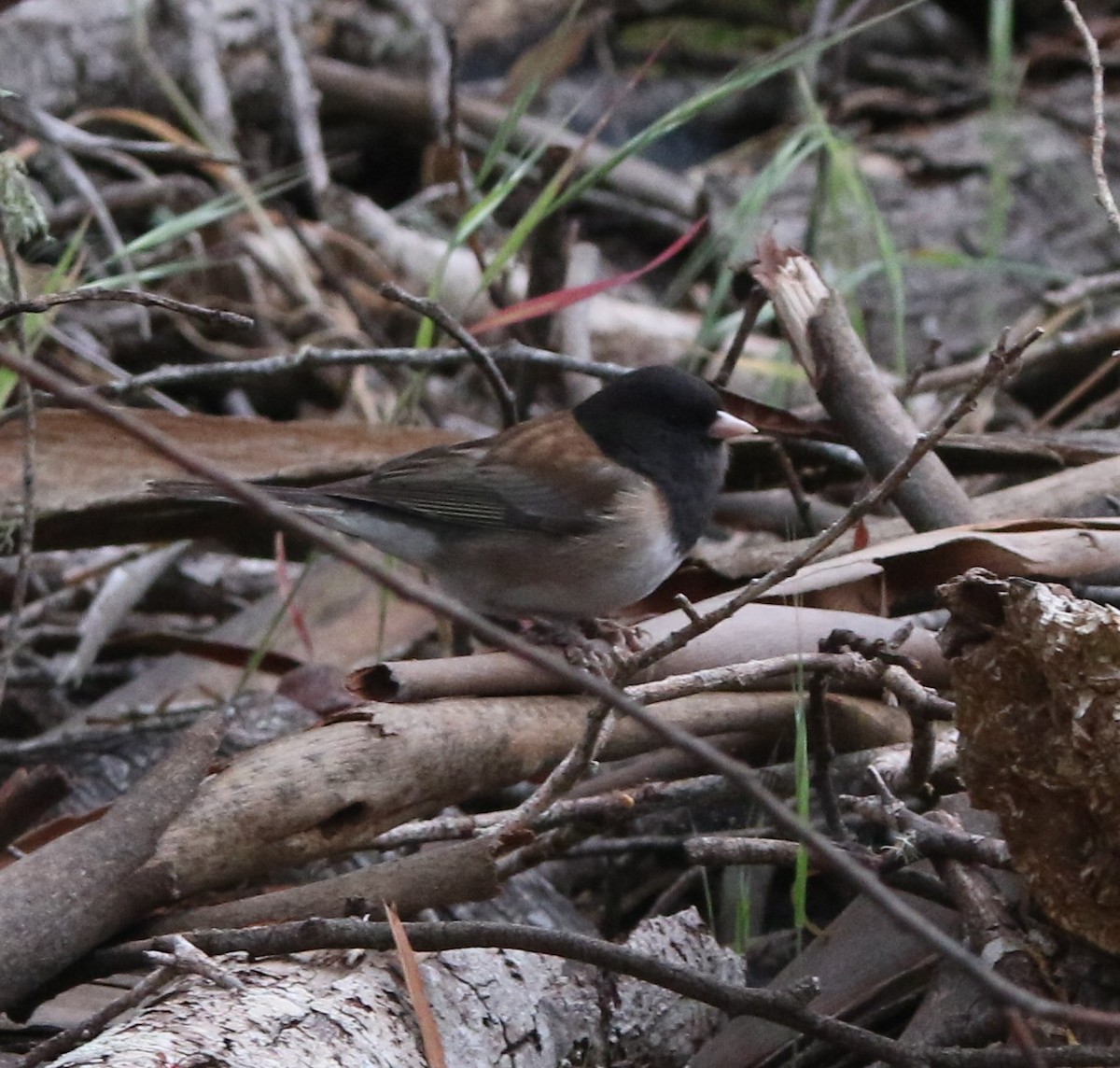 Dark-eyed Junco - Robbie & Bob Revel