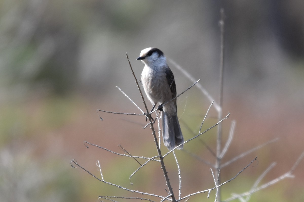 Canada Jay - Ben Stubbs