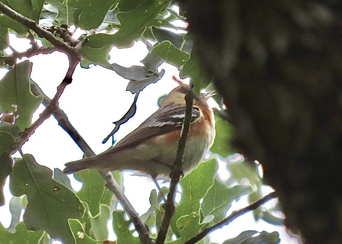 Bay-breasted Warbler - ML618838704