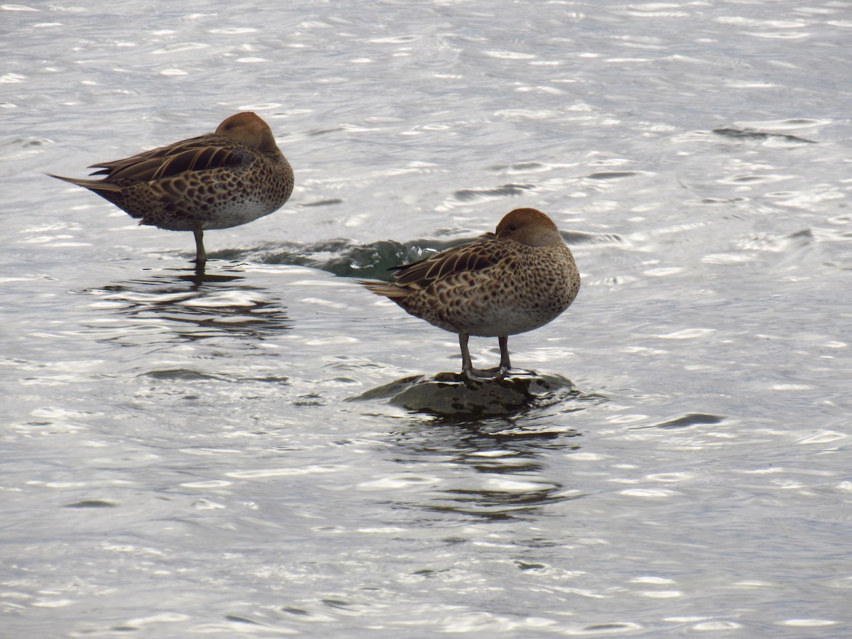 Yellow-billed Pintail - Laura Varano