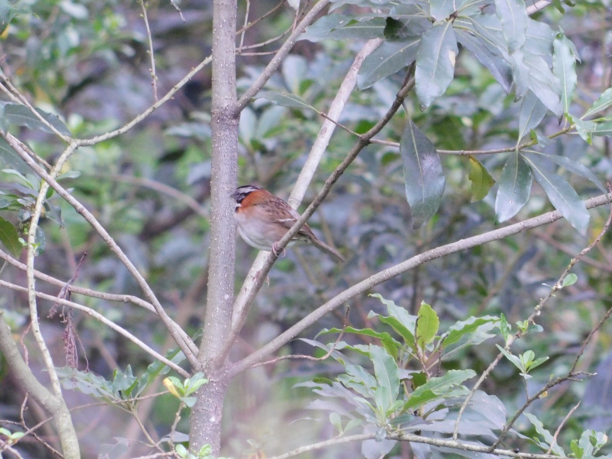 Rufous-collared Sparrow - Andrea Lizarazo Ortiz