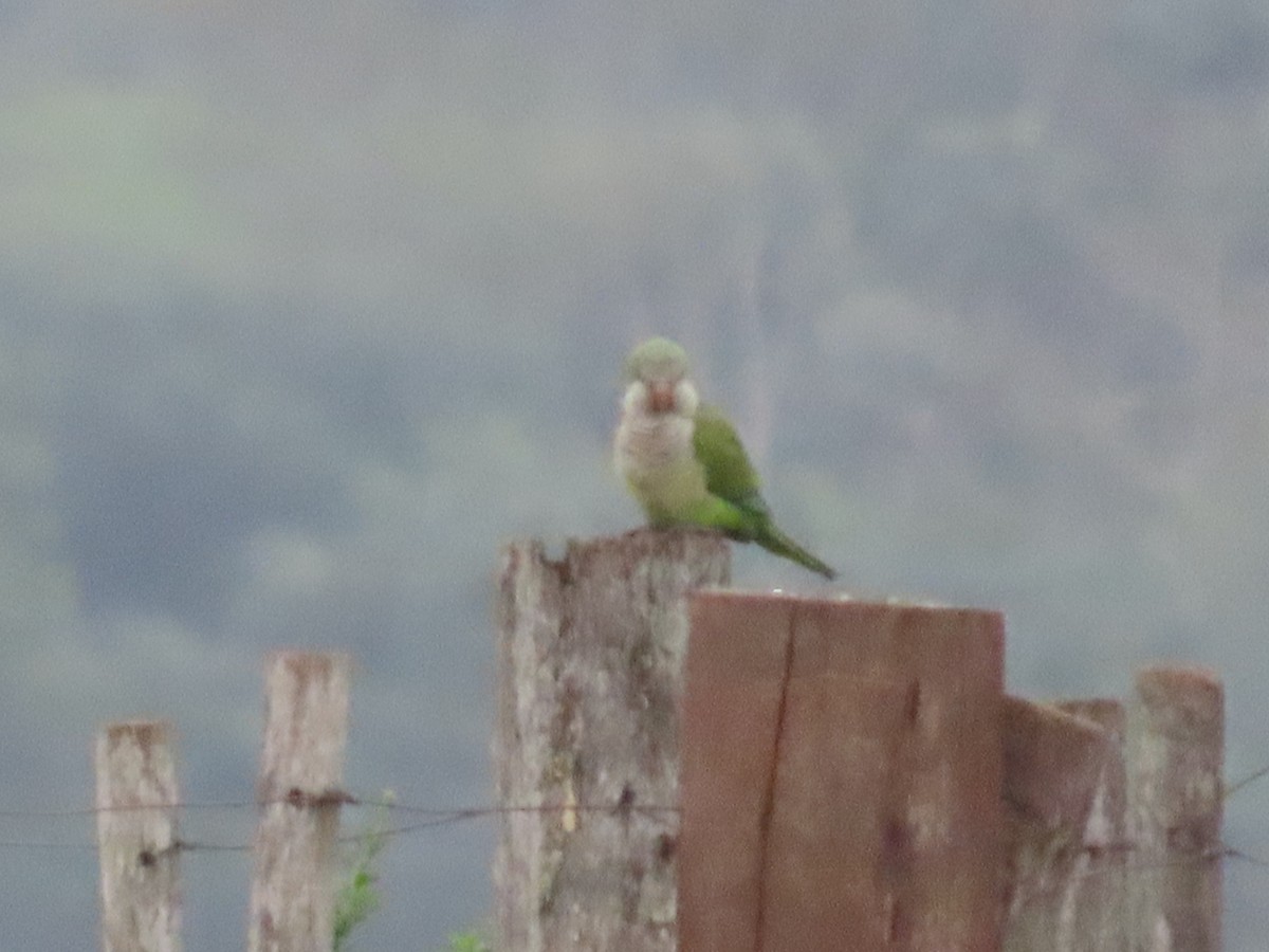 Monk Parakeet - Caroline Schmidt