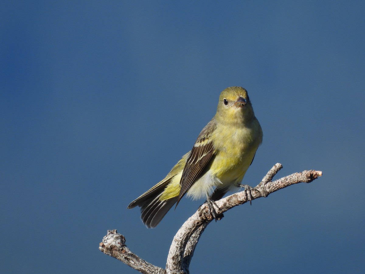 Western Tanager - W. Douglas Robinson