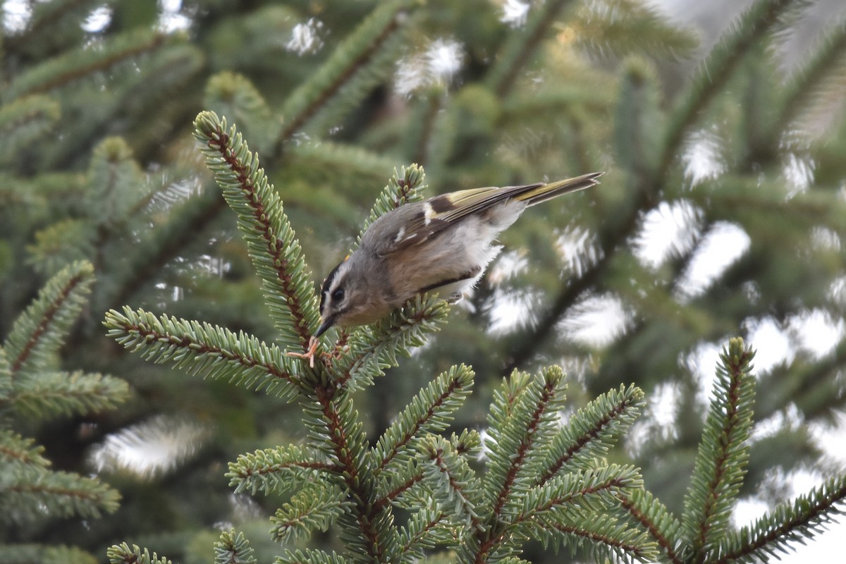 Golden-crowned Kinglet - Ben Stubbs