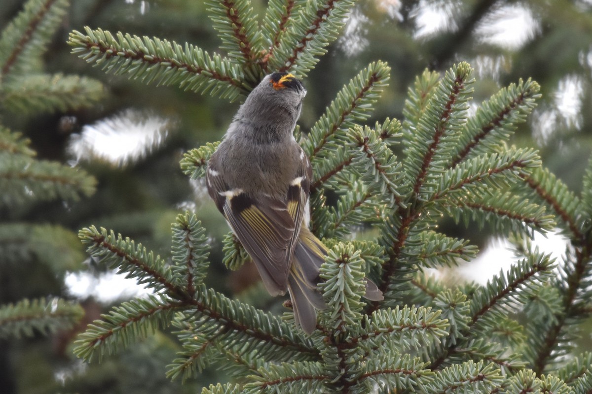 Golden-crowned Kinglet - Ben Stubbs